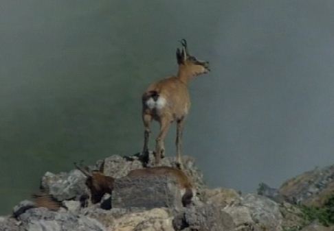 Chamois pyrenees